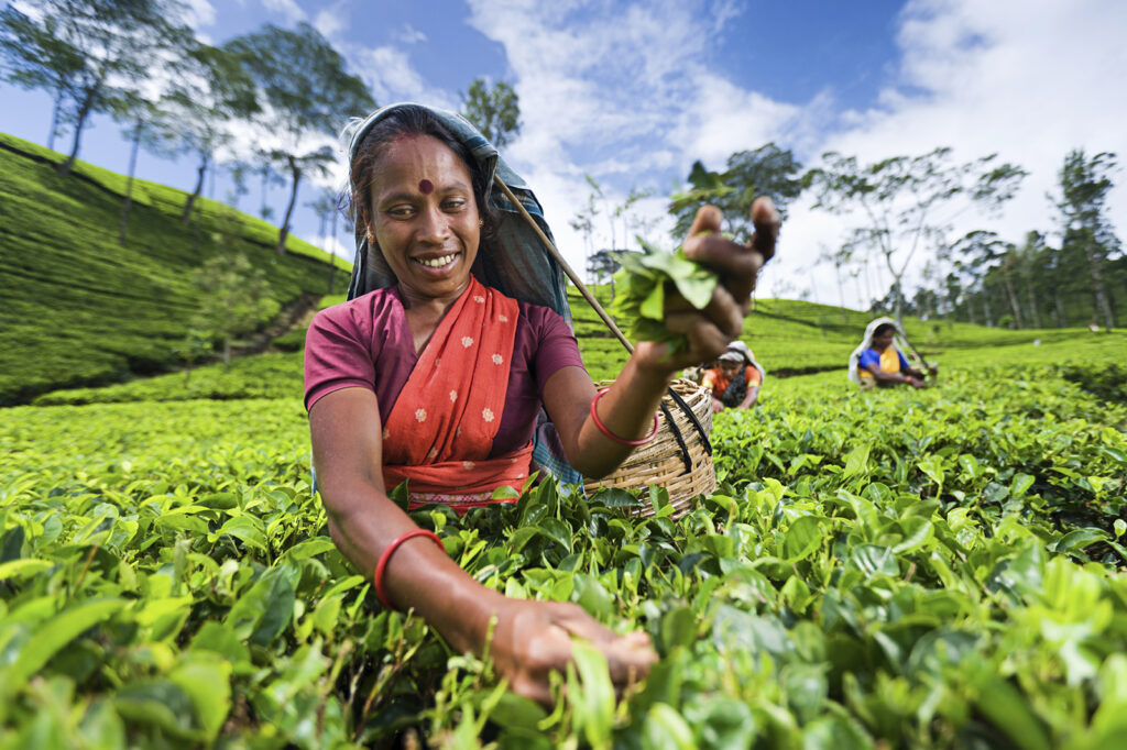 Plantation de thé de Ceylan à Nuwara Eliya