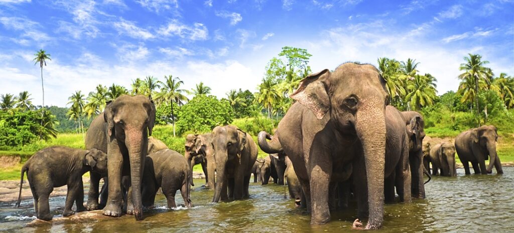 Parc national Udawalawe