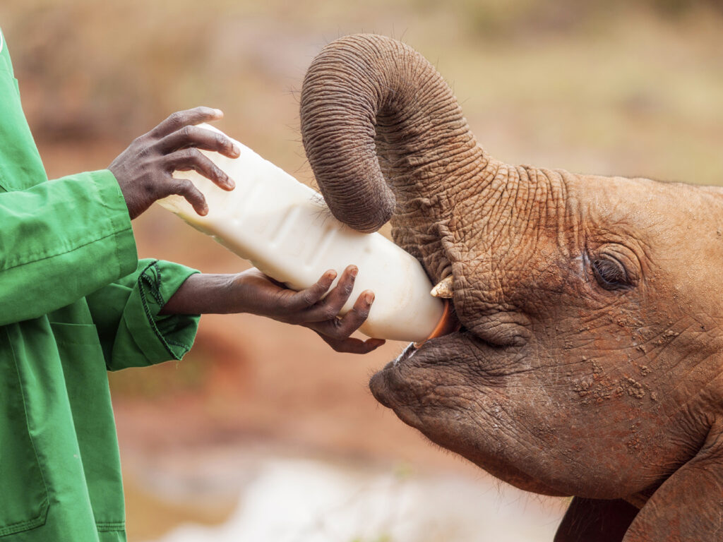 Orphelinat des éléphants dans le parc national Udawalawe