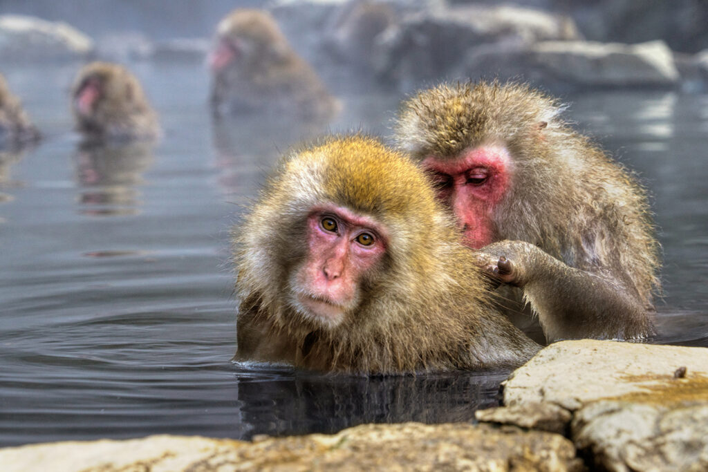 Parc aux singes de Jigokudani